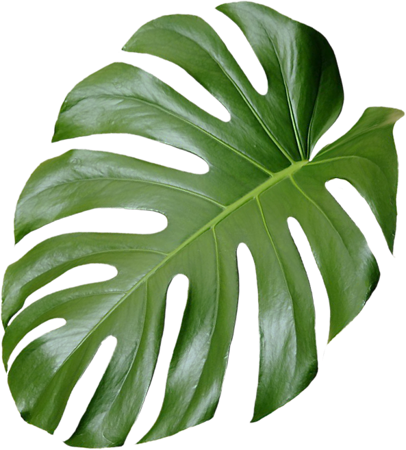 sec4leaf
